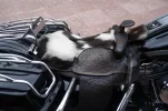 asiento1.webp
