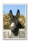 burra.webp