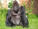 gorila.webp