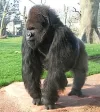 Gorilla.webp