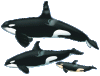 orcas.gif
