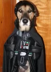 perro-vader2.webp