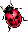 mariquita[1].webp