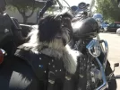 Anastasia y Elvis.webp