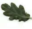 roble.webp