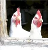 20100215144438-gallinas.webp