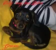 Bimba.webp