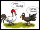 pavo.webp