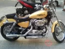 harley d.webp