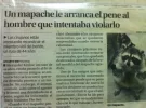 mapache.webp