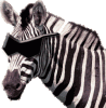 blindZebra-med2.gif