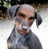 CHEMA.webp
