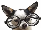 Perrito gafotas.webp