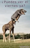 girafa-cebra.webp