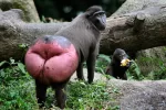 mandril ass.webp