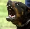 rottweiler.webp