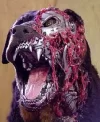 rottweiler_cib.webp