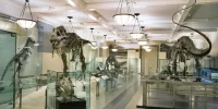 hall-of-saurischian-dinosaurs_dynamic_lead_slide.webp