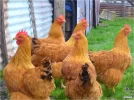Huevos-Fertiles-De-Gallinas-De-Raza-la-brillantes-20120825155950.webp
