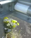 CAM00471-1.webp