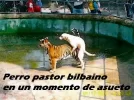 Perro.webp