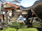 HARLEY 5.webp