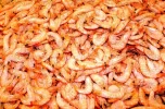 gambas.webp