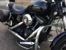 Harley 5.webp