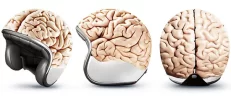 Cascocerebro.webp