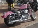 harley_rosa.webp