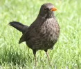 22-31-13-800px-blackbird_in_madrid_spain_29-e1542973092900.webp