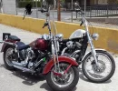harley a.webp