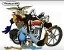 coyote.webp