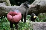 images.webp
