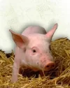cochinillo3.webp