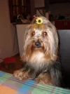 CARMELITA.webp