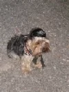 CARMELATOR 2.webp