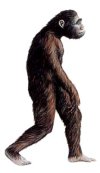 Australopithecus.jpg