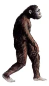 Australopithecus.webp