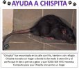 ayuda-a-la-rata-chispita.jpg