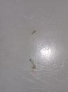 IMG-20240217-WA0030.jpg