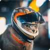 Screenshot 2024-09-03 at 23-39-29 Casco de gato para mascotas protector de cabeza para exterio...png
