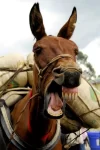 risa.webp