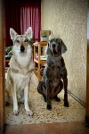 IMG_0528.jpeg