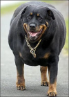 Screenshot 2025-04-11 at 14-24-14 rottweiler muy gordo - Buscar con Google.png