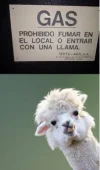 Screenshot 2025-03-21 at 19-06-08 llama ola k ase - Buscar con Google.webp Screenshot 2025-03-21 at 19-06-08 llama ola k ase - Buscar con Google.webp