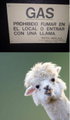 Screenshot 2025-03-21 at 19-06-08 llama ola k ase - Buscar con Google.png