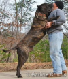 Screenshot 2025-05-19 at 23-49-01 presa canario - Buscar con Google.png