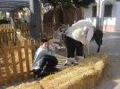burro.webp