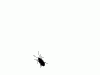 mosca_cojonera.gif
